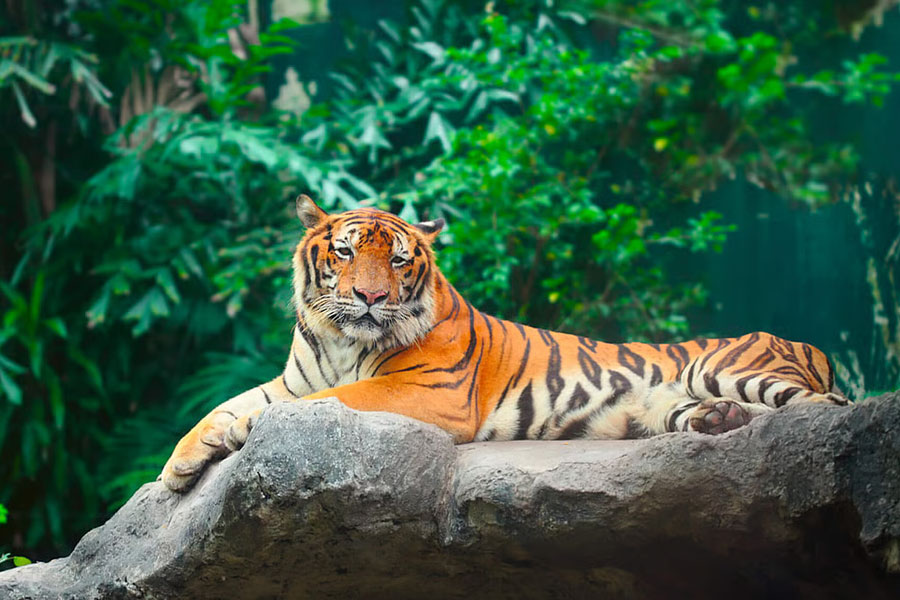 তাদের ভবিষ্যৎ আমাদের হাতে, ‘বাঘ বেরুলো বনে’