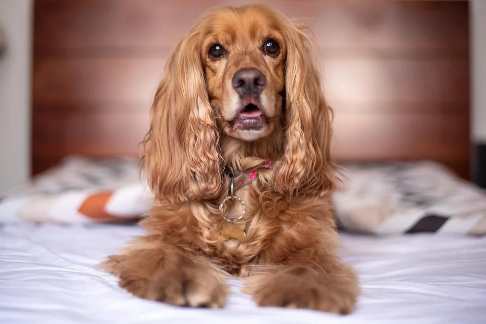 İngiliz Cocker Spaniel Özellikleri ve Bakımı