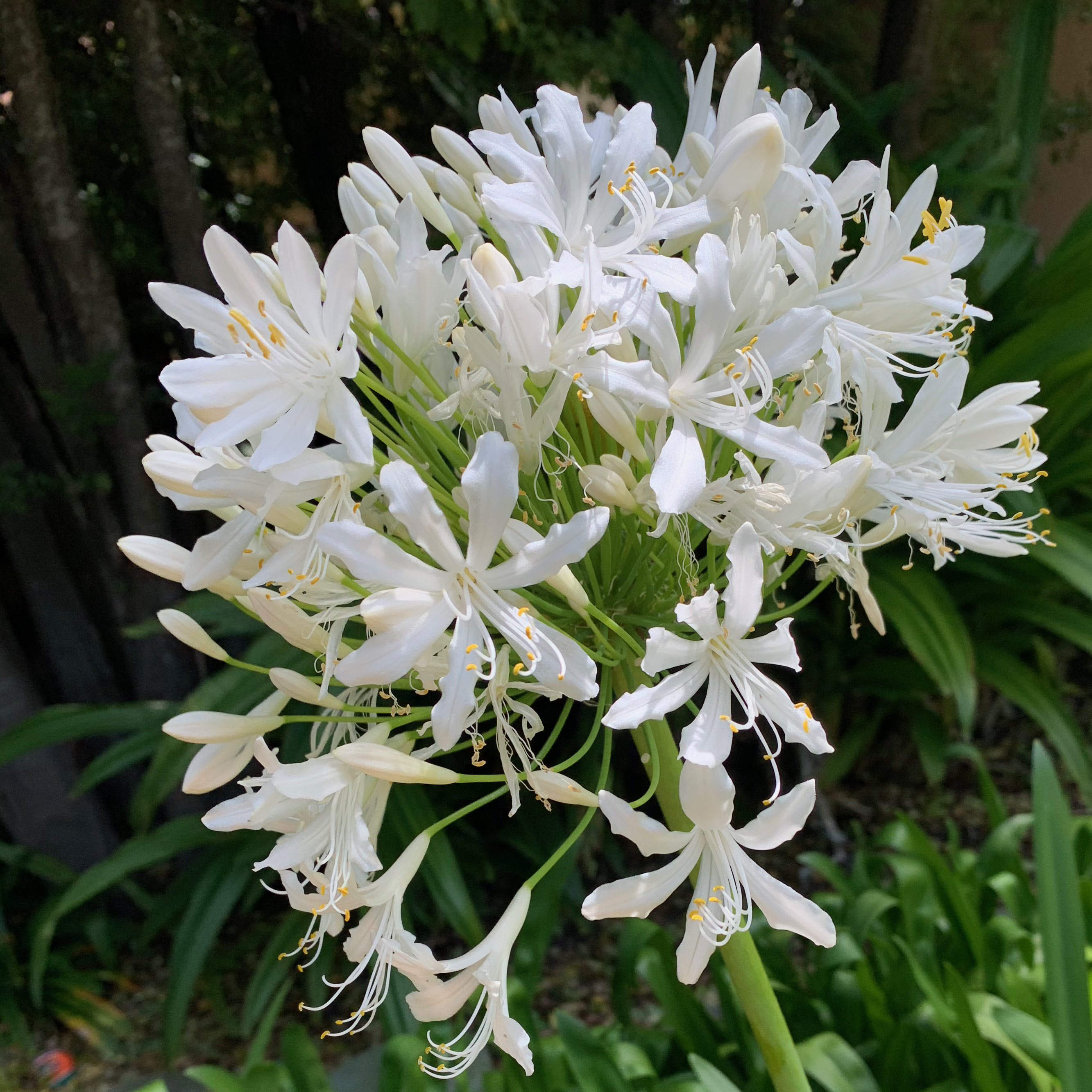 Agapanthus "Getty White" in a close-up view of the large rounded cluster of white flowers.