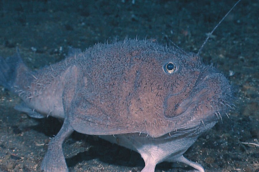 Anglerfish