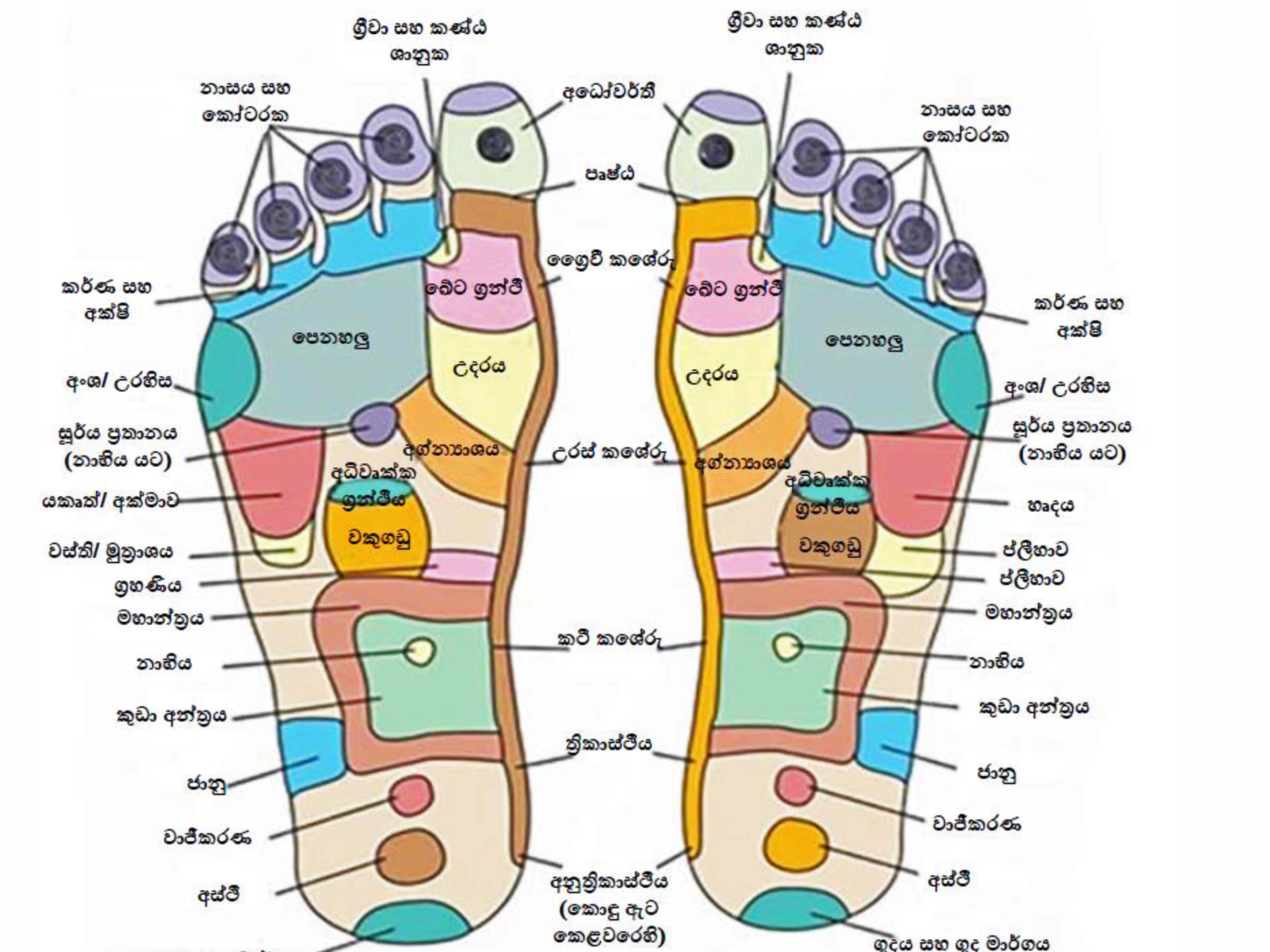 නිල සම්බාහන විද්‍යාව (Reflexology) Sati Pasala