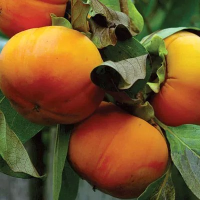 Persimmon Pudding