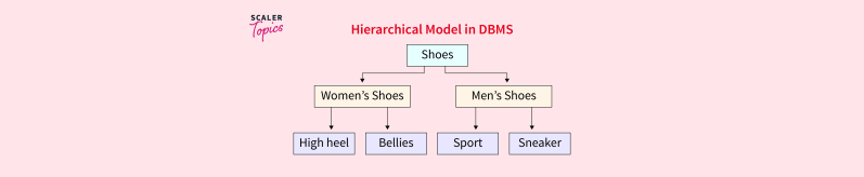 Hierarchical Model in DBMS - Scaler Topics
