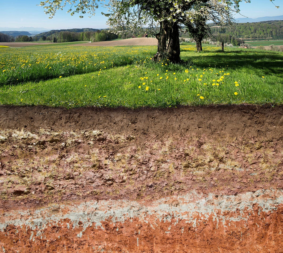 Der schweizer bauer: boden ist der artenreichste lebensraum