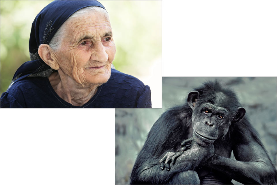 The incredible shrinking human brain