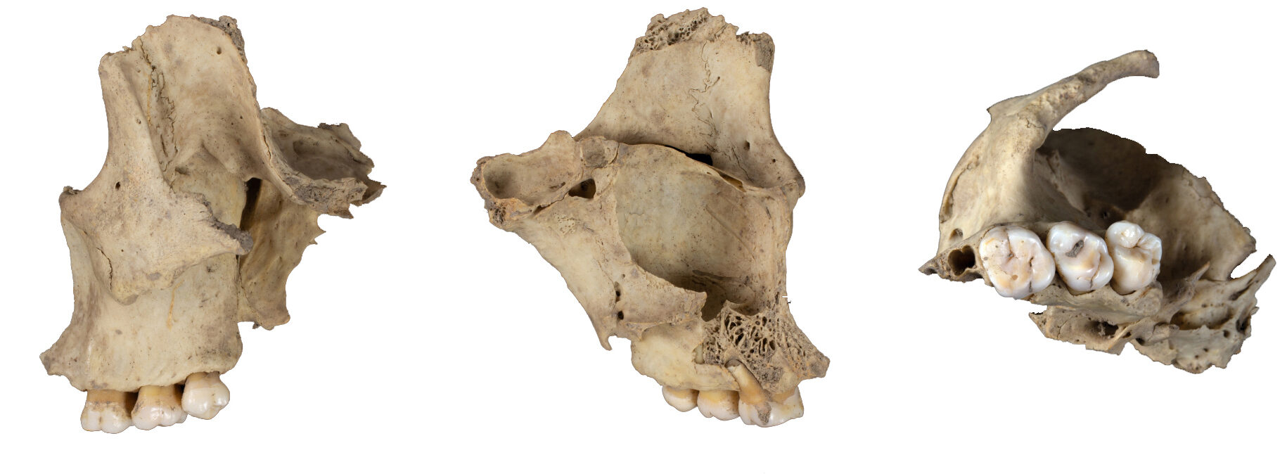 Human bones reveal evidence of one horrifying cannibalistic feast