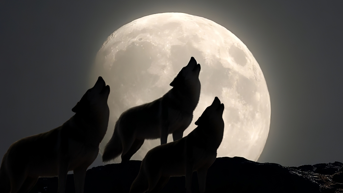 Rare Triple Brightness! Witness the Wolf Supermoon in January 2026! (2026)