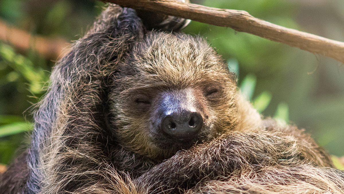 Unraveling the DNA Secrets of Sloths: Why Are They So Slow? (2026)