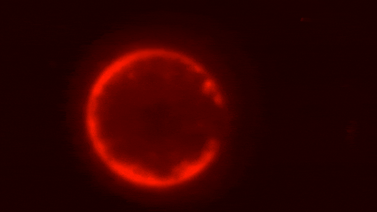 Scientists Create First-Ever Synthetic Cell From Scratch (2026)