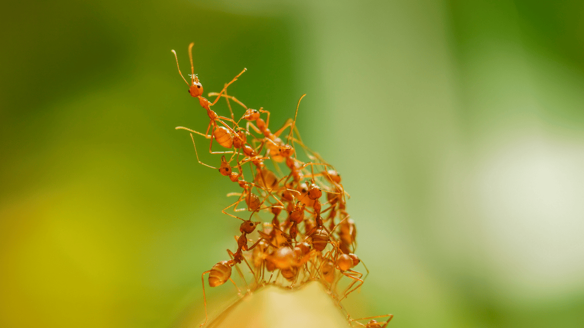 Ant Colony Synchronization: Unlocking the Secrets of Activity Bursts (2026)