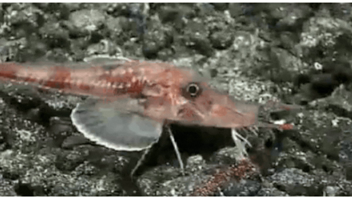 Alien-Like Fish Moonwalks Across the Ocean Floor! | Unbelievable Underwater Footage (2026)