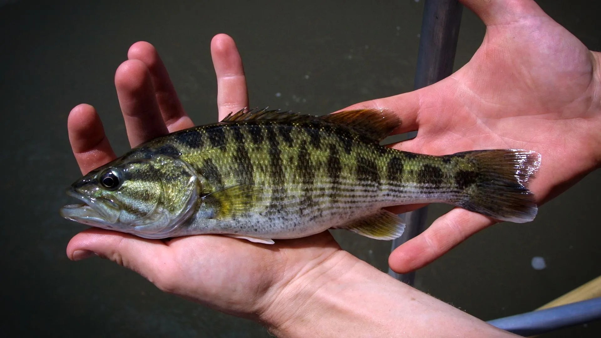 DNA reveals two new bass species hidden in plain sight (2026)
