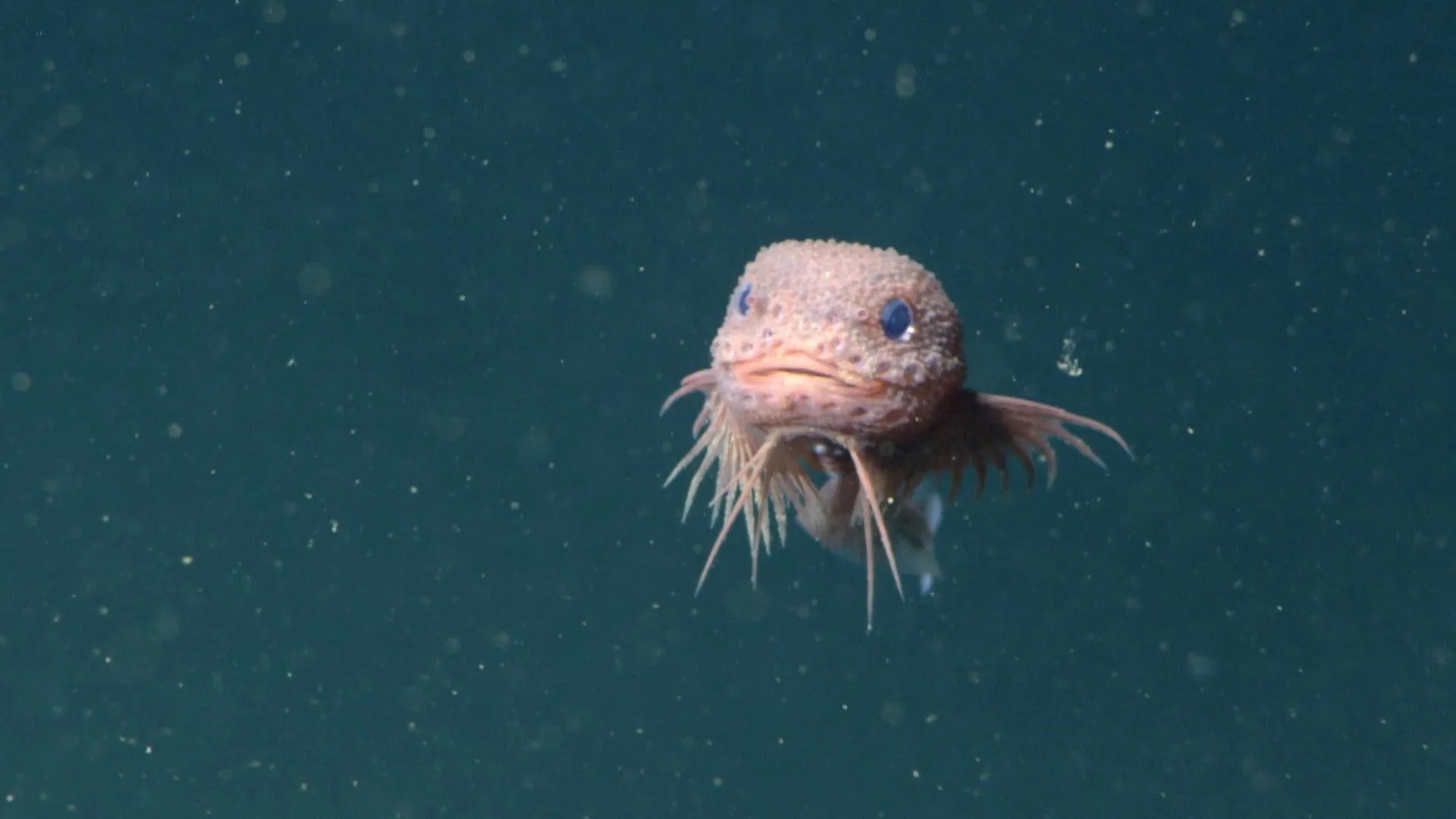 科學家於深海發現新品種粉紅色「疙瘩蝸牛魚」,展現深海生物多樣性,並呼籲重視深海環境保護。 科學家於深海發現新品種粉紅色「疙瘩蝸牛魚」,展現深海生物多樣性,並呼籲重視深海環境保護。