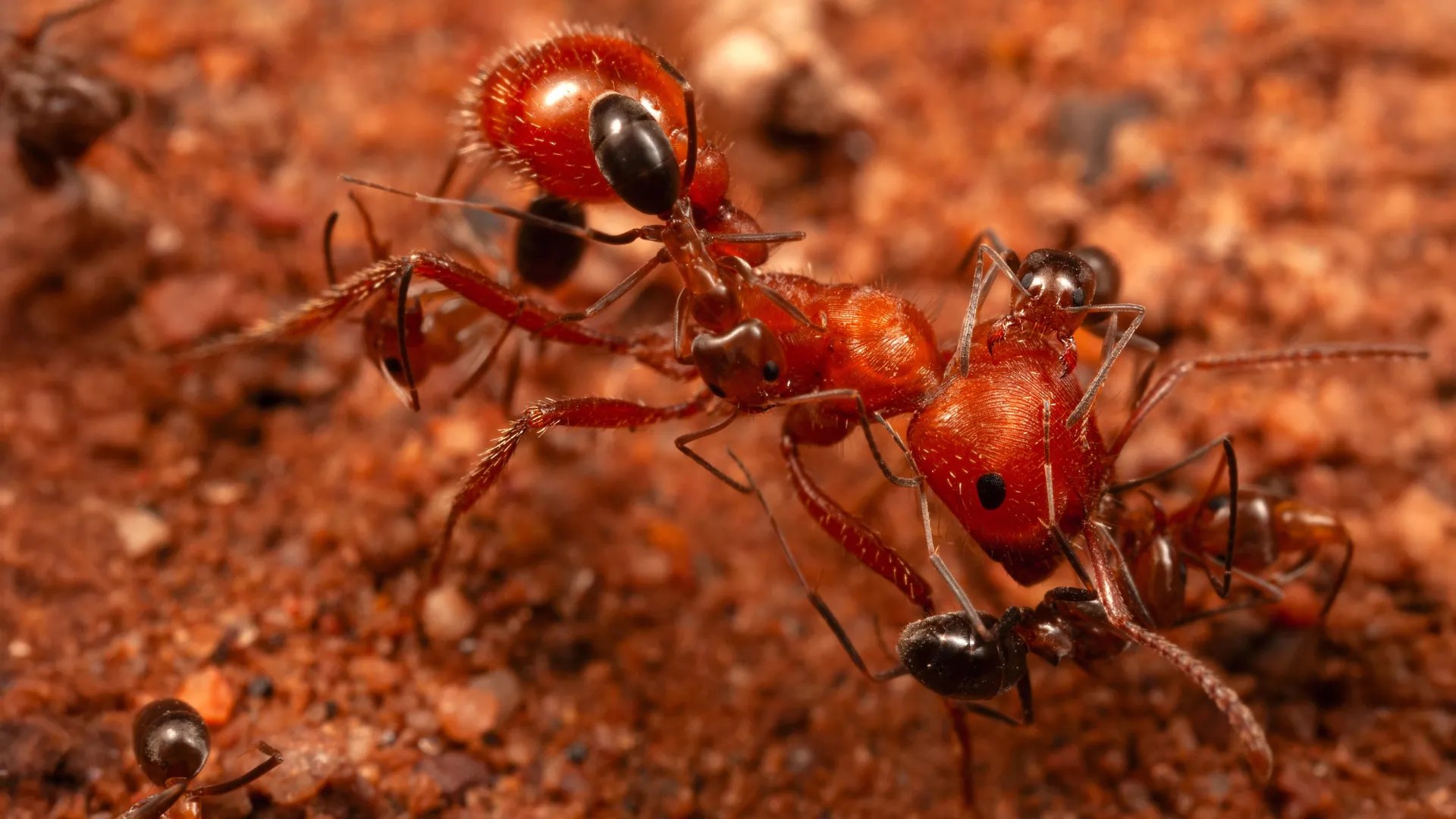 Unveiling the Secret Lives of Ants: Cleaner Ants in Arizona's Desert (2026)