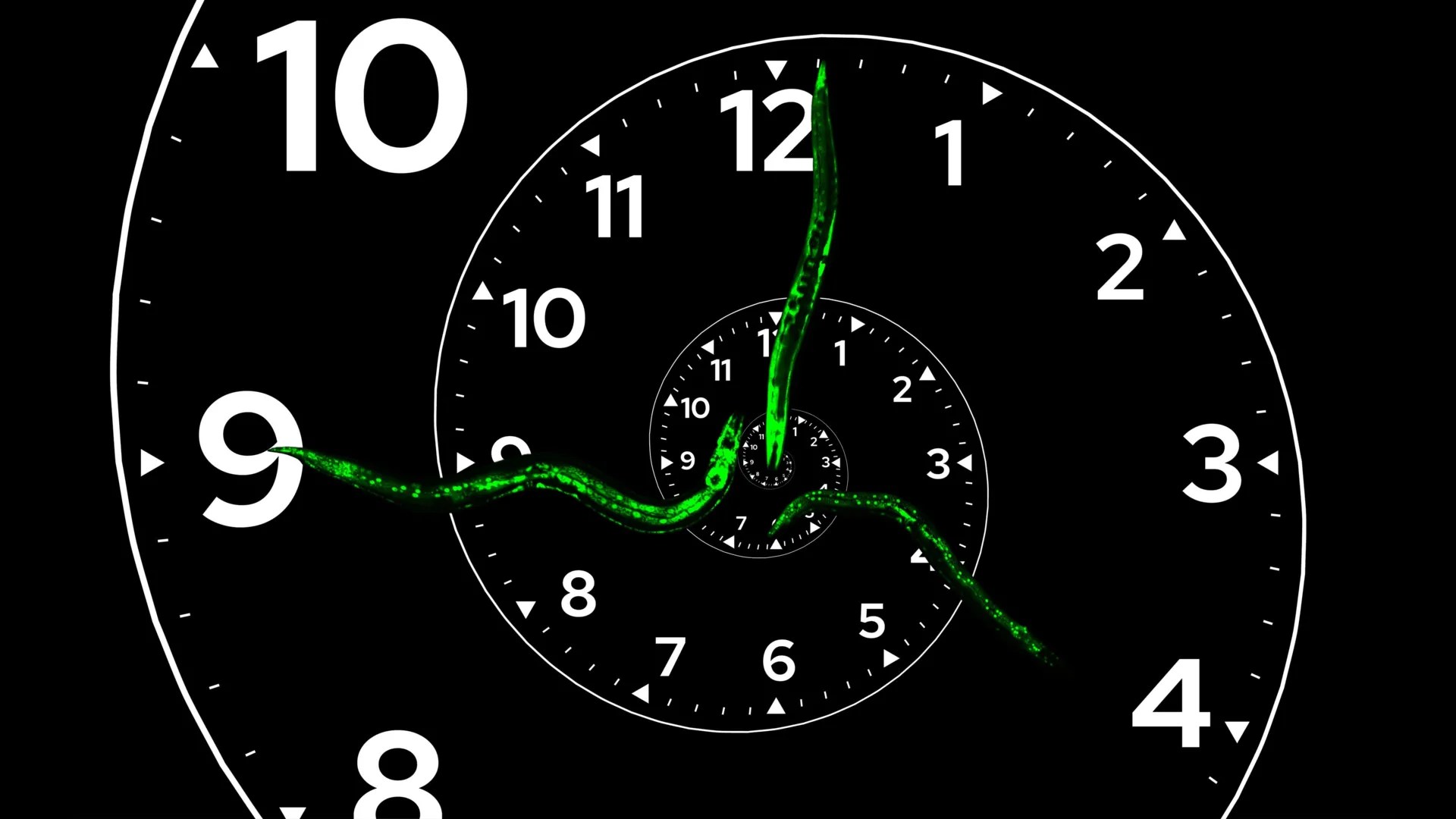 Scientists discover the master clock that controls biological growth and development (2026)