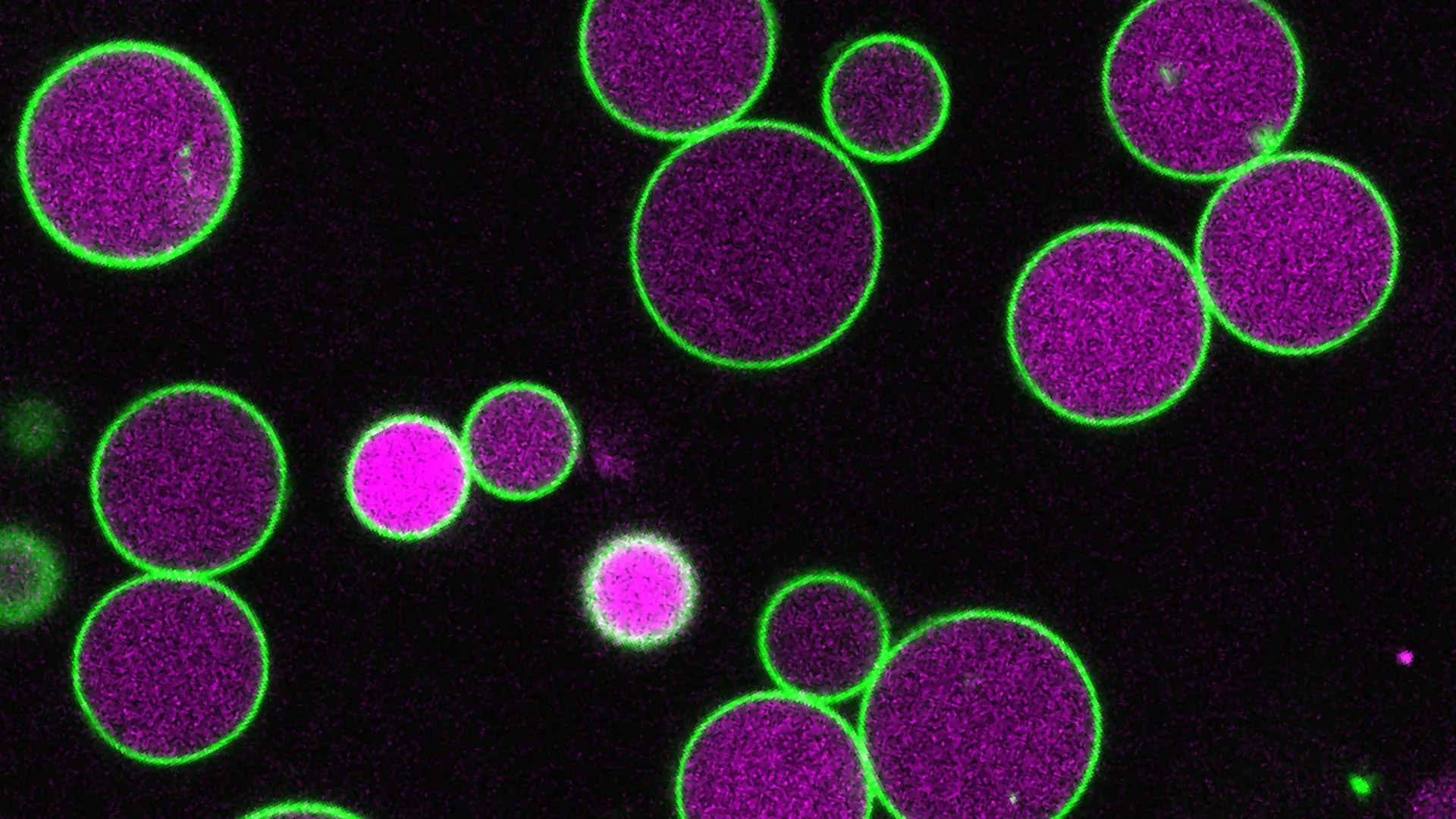 Plant Cells: Unlocking the Secret to Controlled Growth (2026)