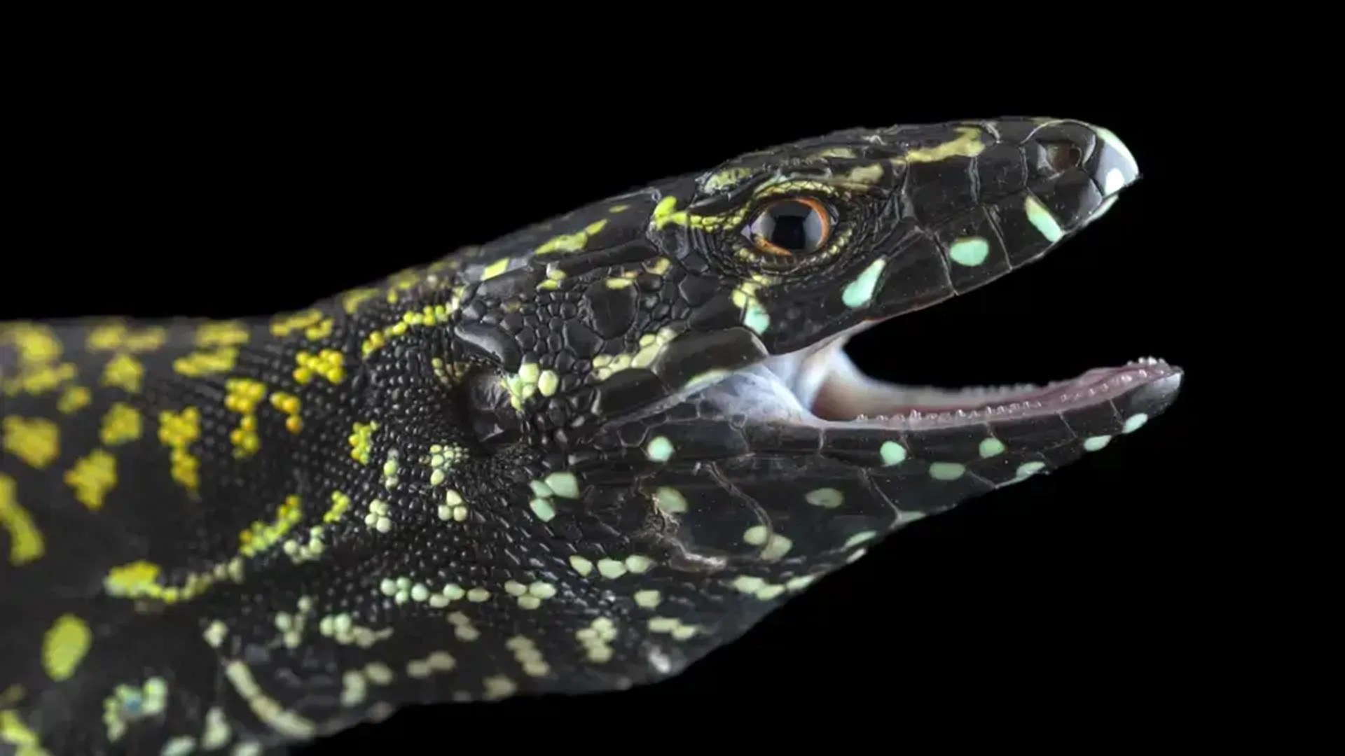 The Rise of the 'Hulk' Lizards: A Rapid Evolution Story (2026)