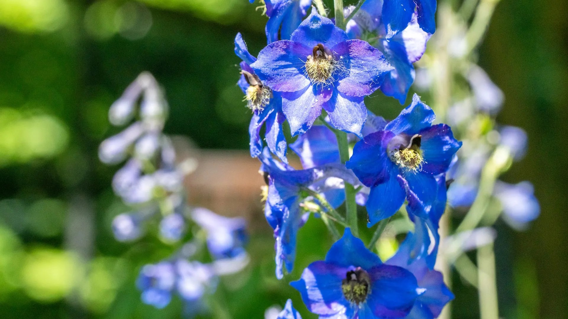 Deadly Flowers: Unlocking Nature's Medicine Cabinet (2026)