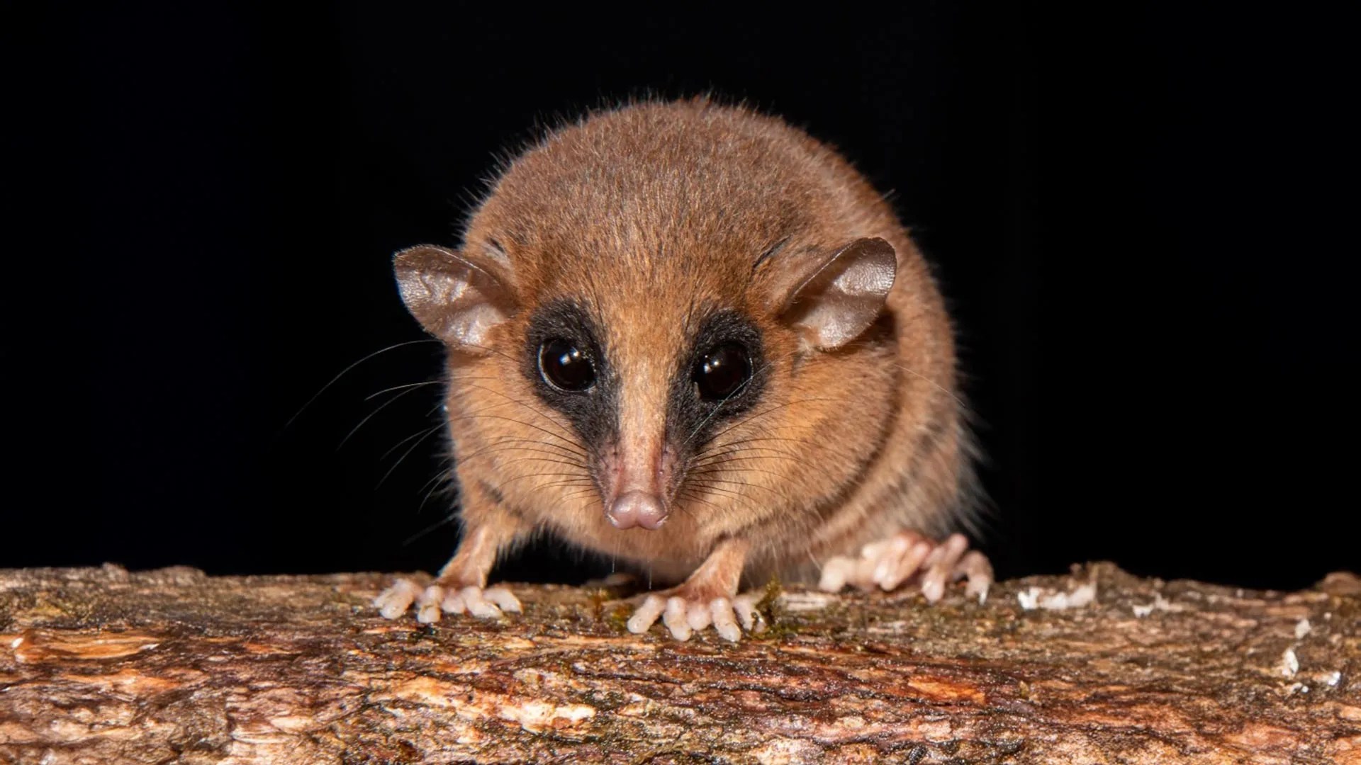 70 New Species Discovered! From Feathered Dinosaurs to Tiny Opossums | AMNH Breakthroughs (2026)