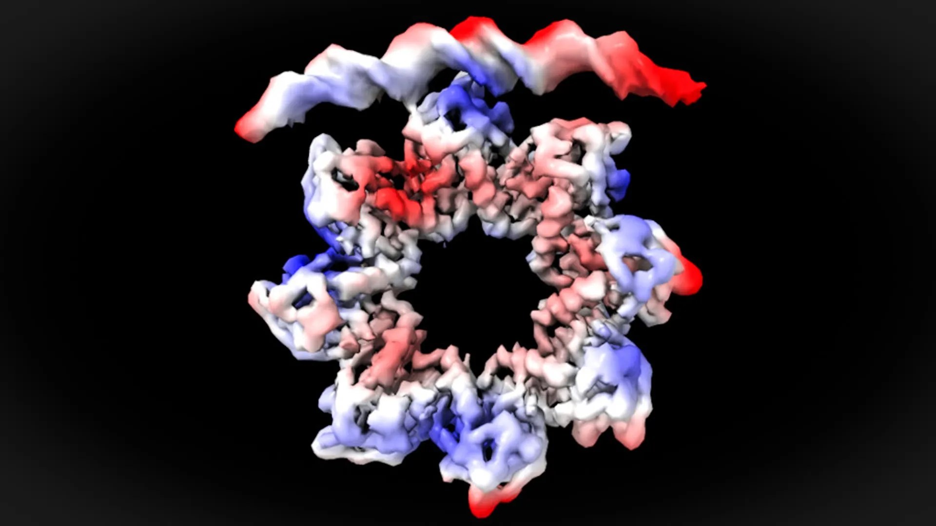 Donut-Shaped Protein Unlocks Bacterial Cell Division Secrets | MraZ & dcw Operon Explained (2026)