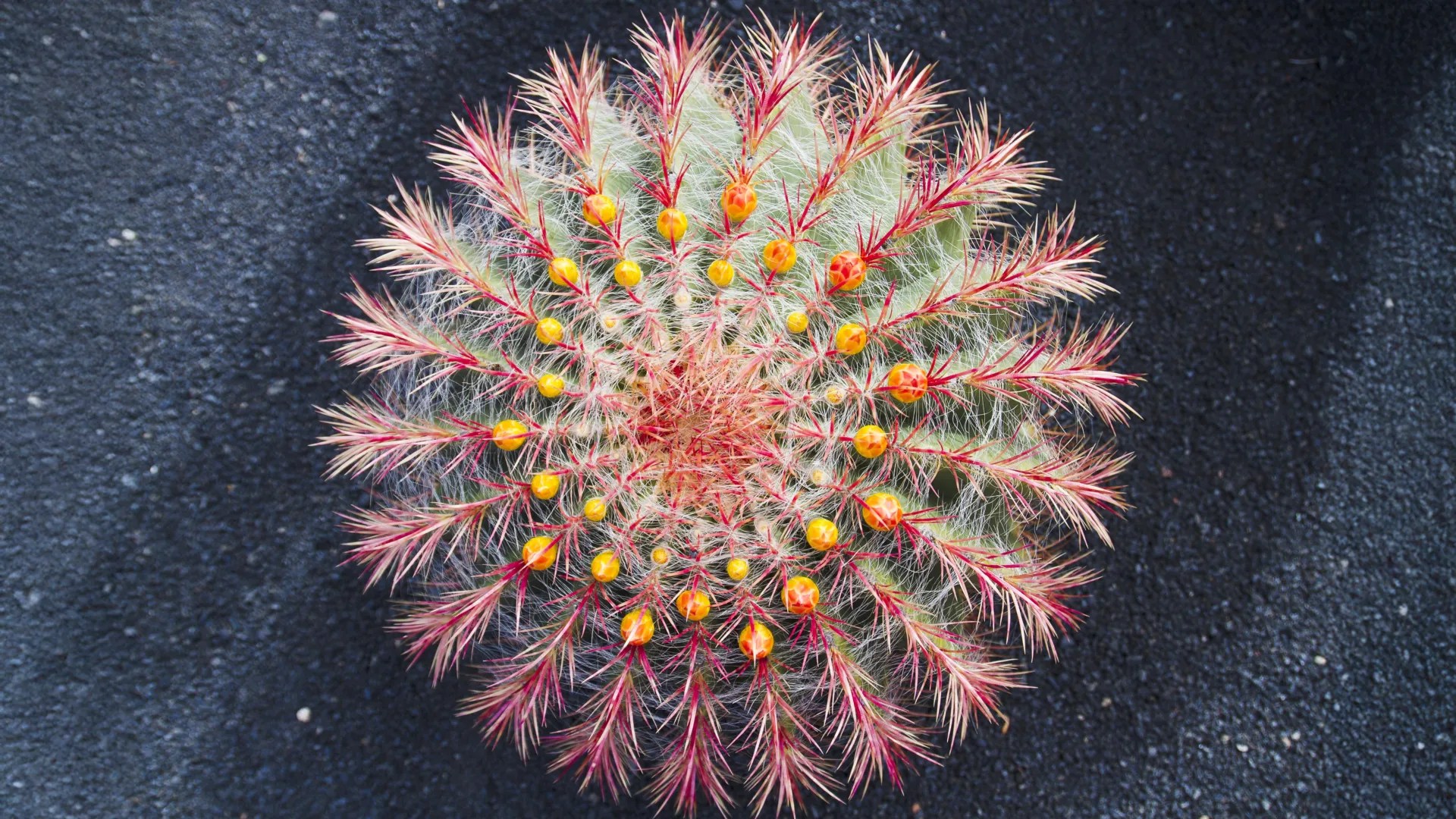 Cacti Are Evolving Rapidly: Scientists Uncover Fast Species Formation in Deserts (2026)