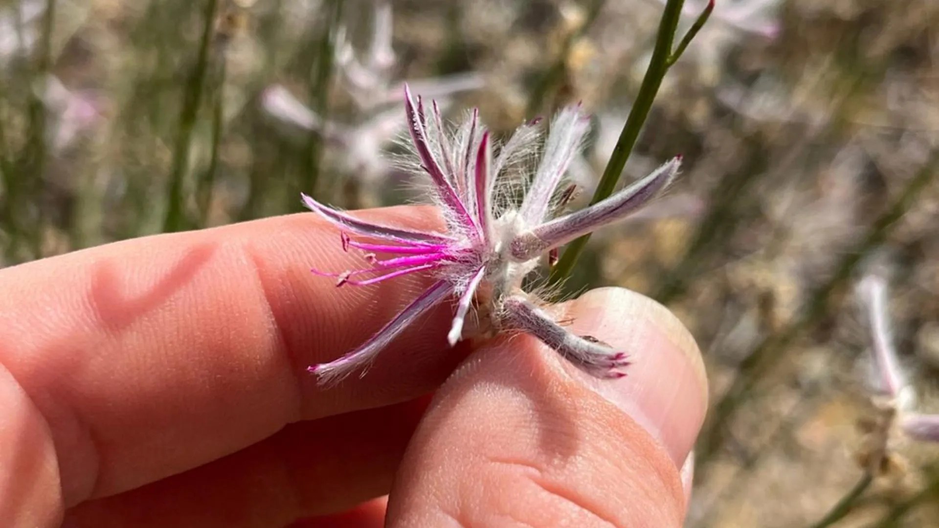 Extinct Plant Rediscovered: How Citizen Science Unveils Nature's Secrets (2026)