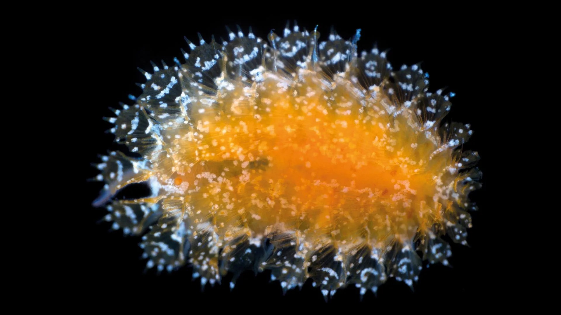 Unveiling the Deep Sea's Secrets: 14 New Species Discovered (2026)