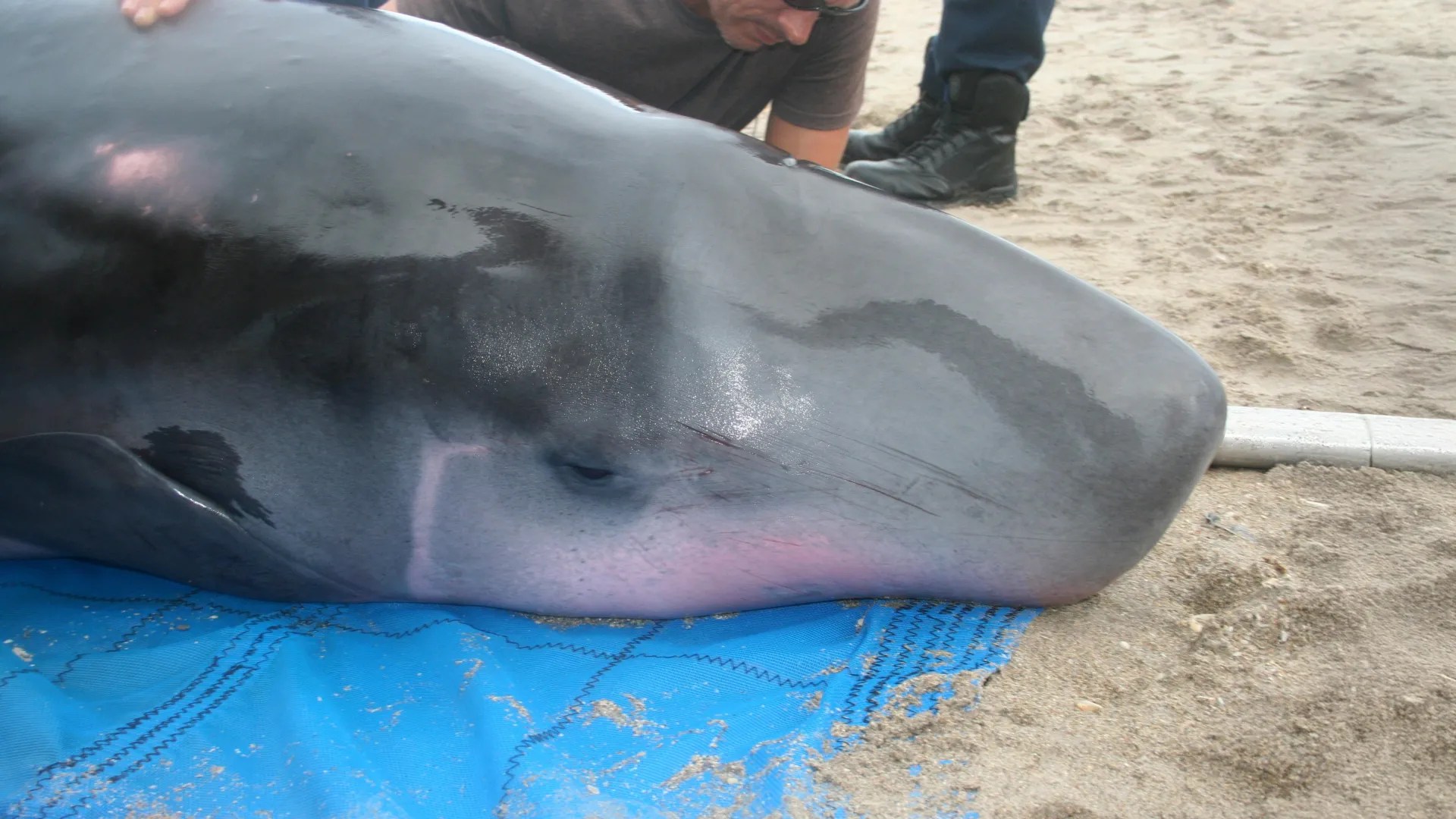 Mystery Bacteria Discovered in Pygmy Sperm Whales: What Does It Mean for Ocean Health? (2026)