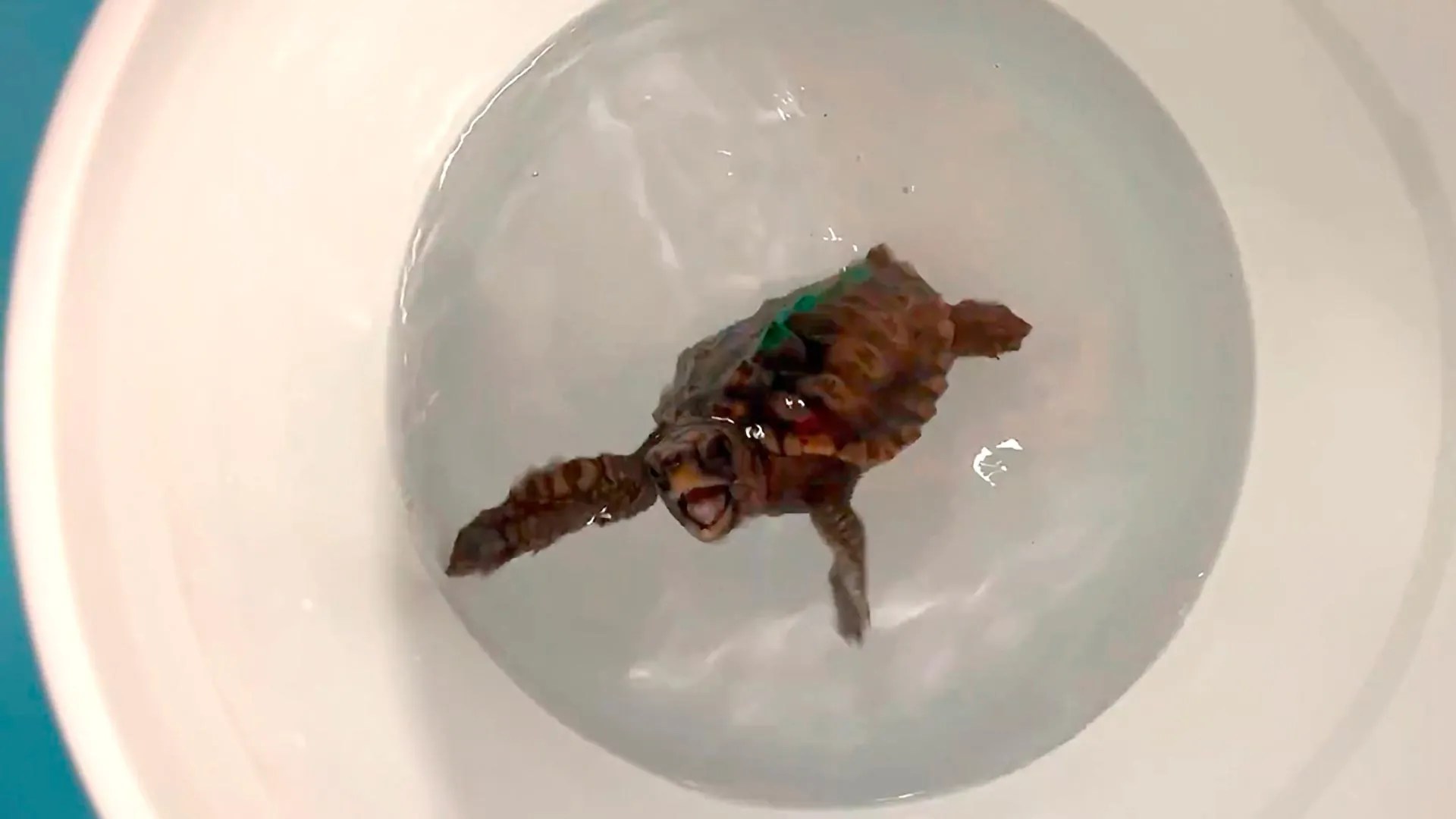 How Baby Turtles Navigate Thousands of Miles with Hidden Magnetic Sense (2026)