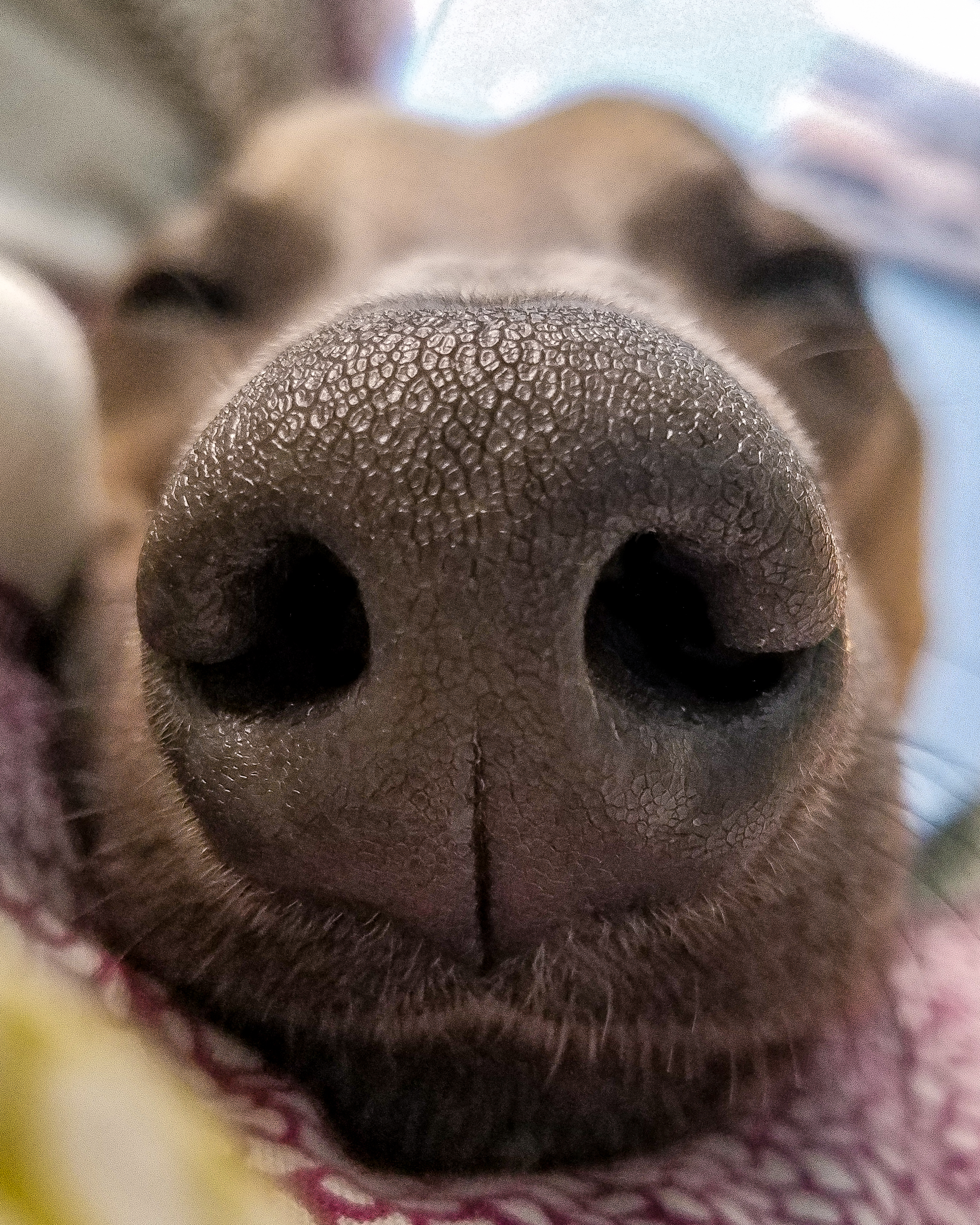 Extreme closeup of Kuiper's nose. He is asleep.
