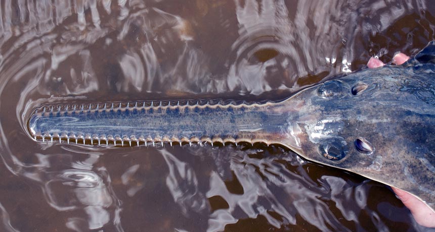 sawfish snout