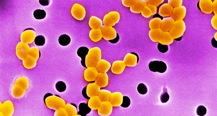 Enterococcus bacteria