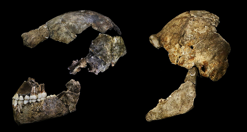 Homo naledi skulls