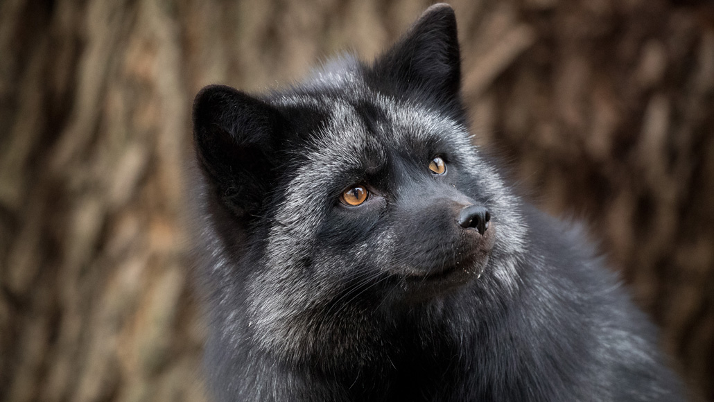 i.redd.it/are-the-grey-feathers-here-the-tail-or-t