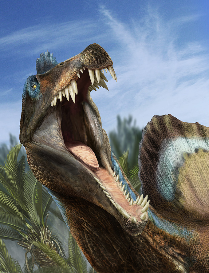 An illustration of a Spinosaurus with its jaw open, showing many tooth
