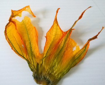picture Dried Squash Blossoms how to freeze zucchini flowers