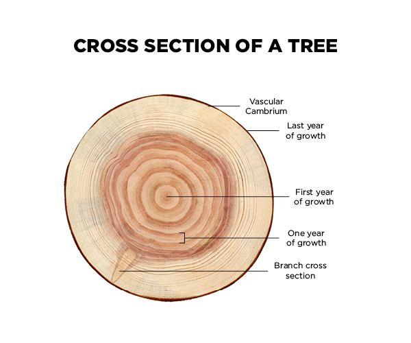 In this activity, students use tree rings to tell the story of a tree and its environment. Tree Cookies Science World