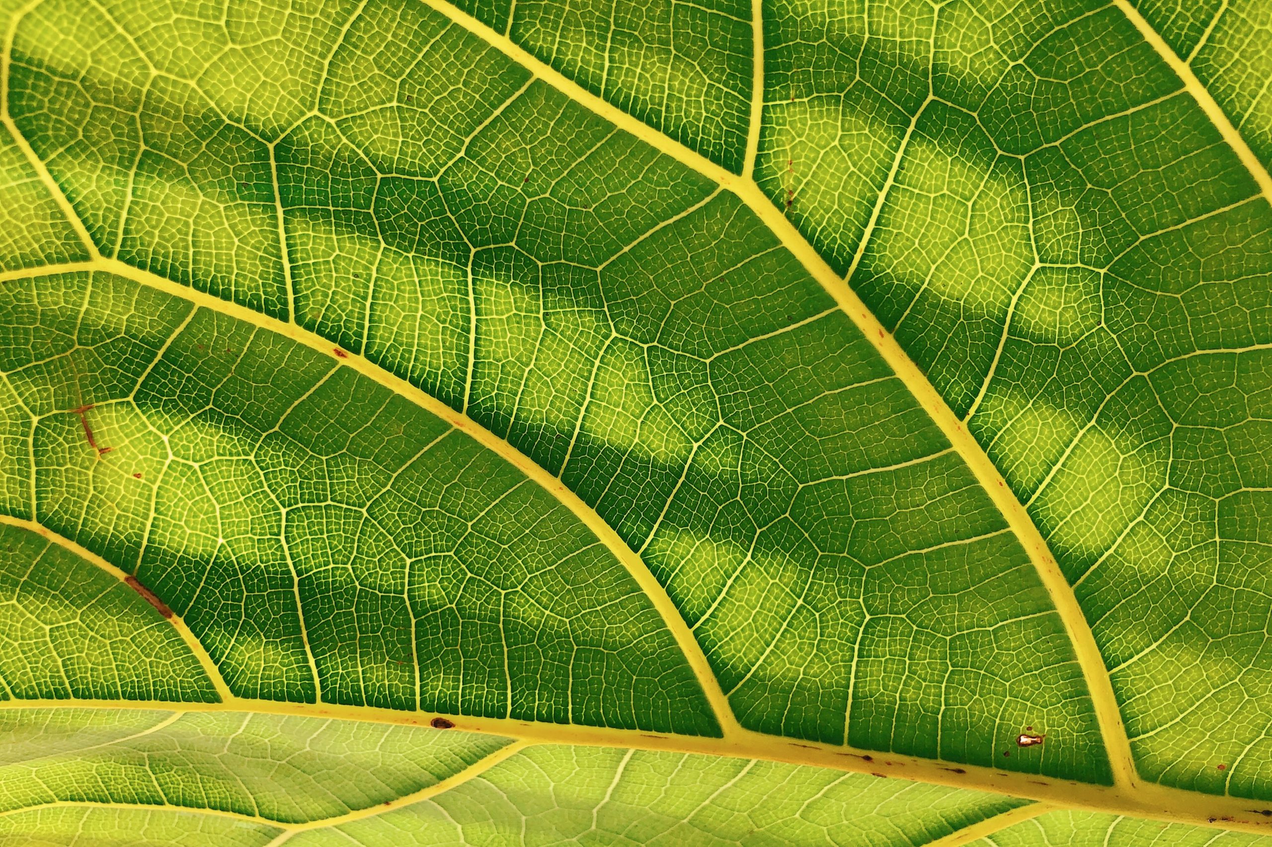picture Art Easy Patterns In Nature patterns in nature how to find