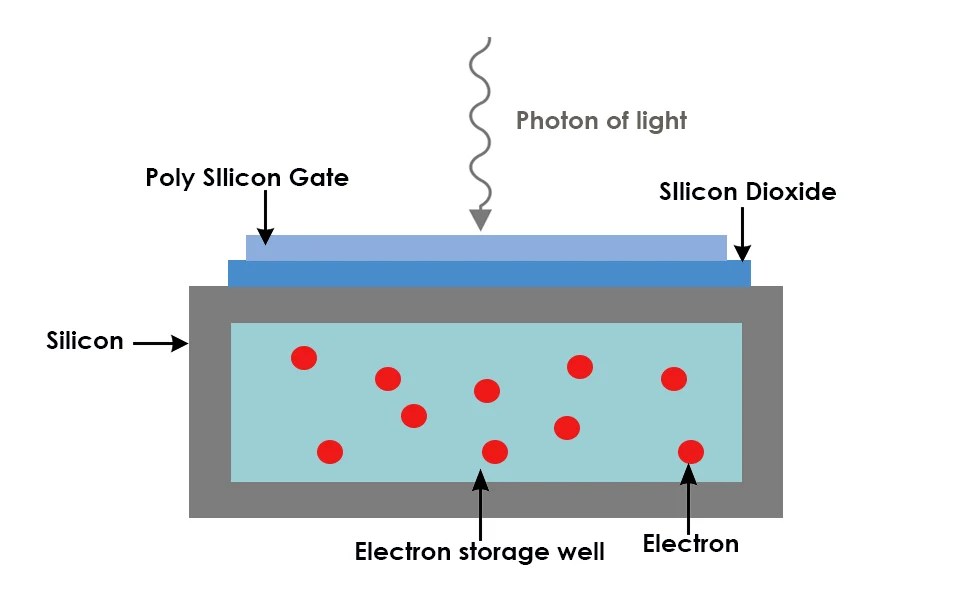Cameras For Fluorescence Imaging A Comparative Guide