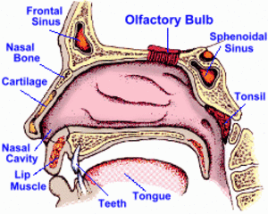 The inner ear is located within the petrous part of the temporal bone. Human Sense Organs - The Five Senses