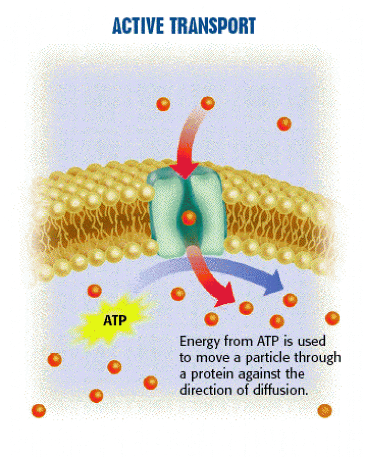 Active Transport Model