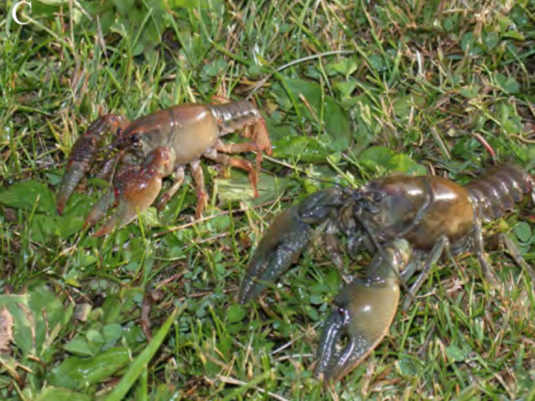 People Are Seeing Crawdads In Their Yards In Ohio And They Are Realizing They Live There Scioto Post Herein is it legal to catch crawfish in Florida. People Are Seeing Crawdads In Their Yards In Ohio And They Are Realizing They Live There Scioto Post Cajun Gourmet Crawfish Live Crawfish Wholesaler in Houston and surrounding areas.