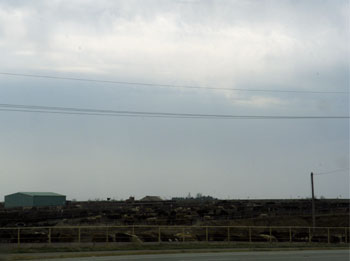 Cows