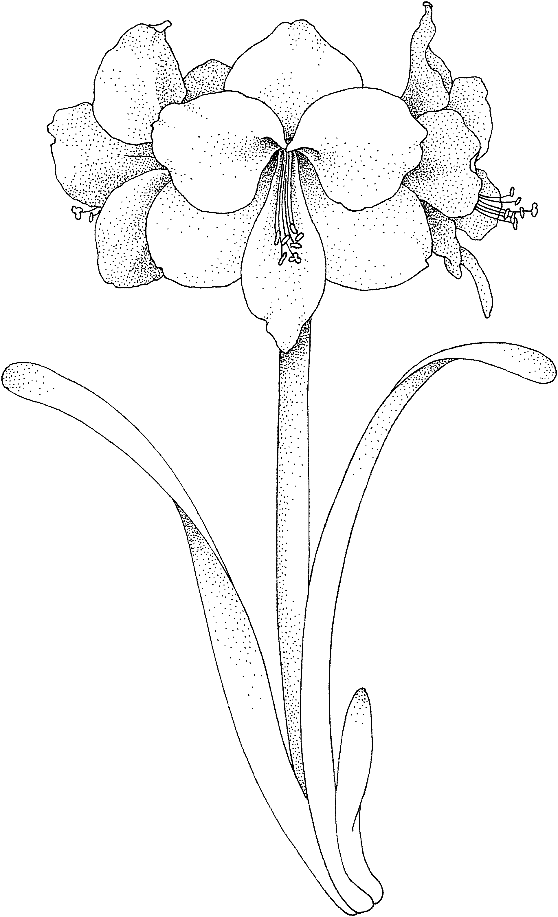 Beautiful printable flowers coloring pages