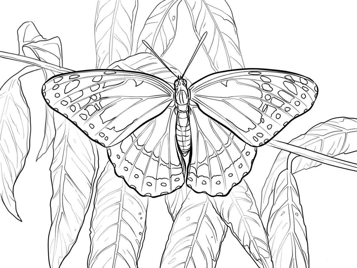 40 free printable butterfly coloring pages