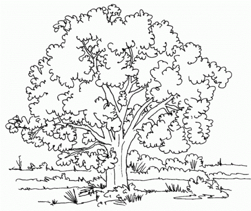 Select from 49499 printable coloring pages of cartoons, animals, nature, bible and many more. 35 Free Tree Coloring Pages Printable