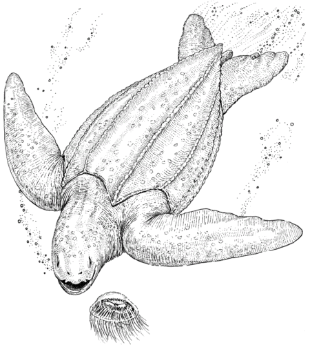 35 free turtle coloring pages printable