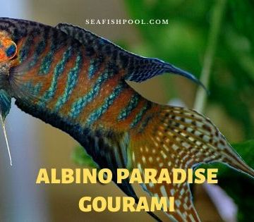 albino paradise gourami