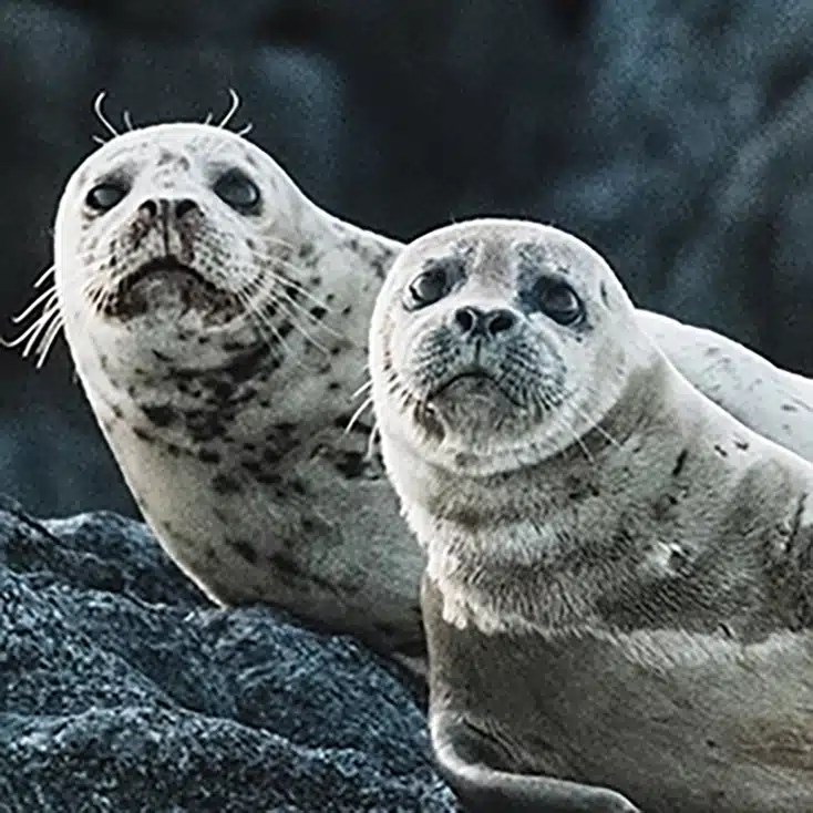 Seal facts and information