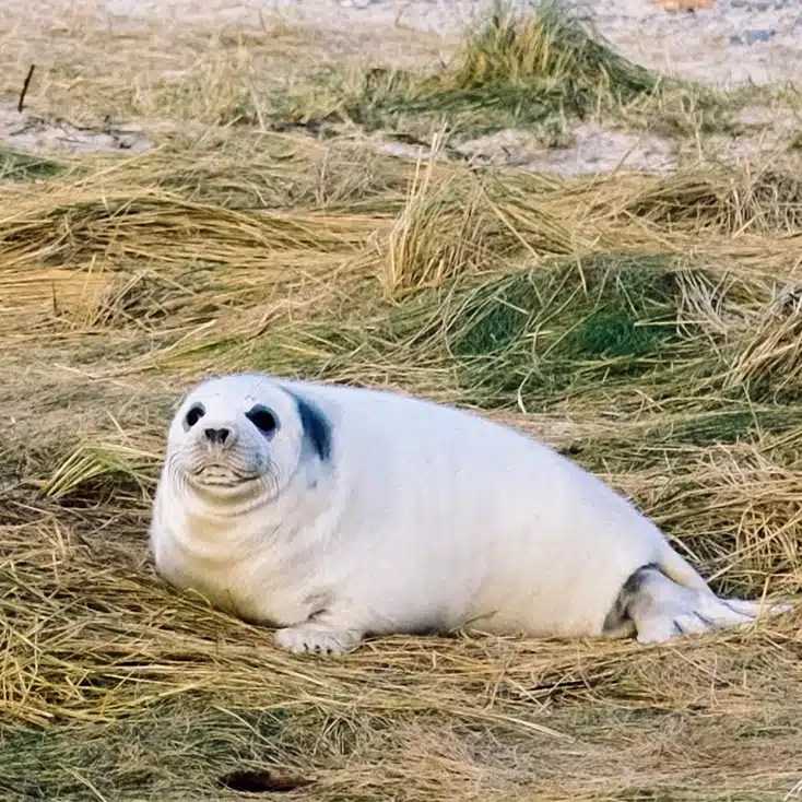 Seal facts and information